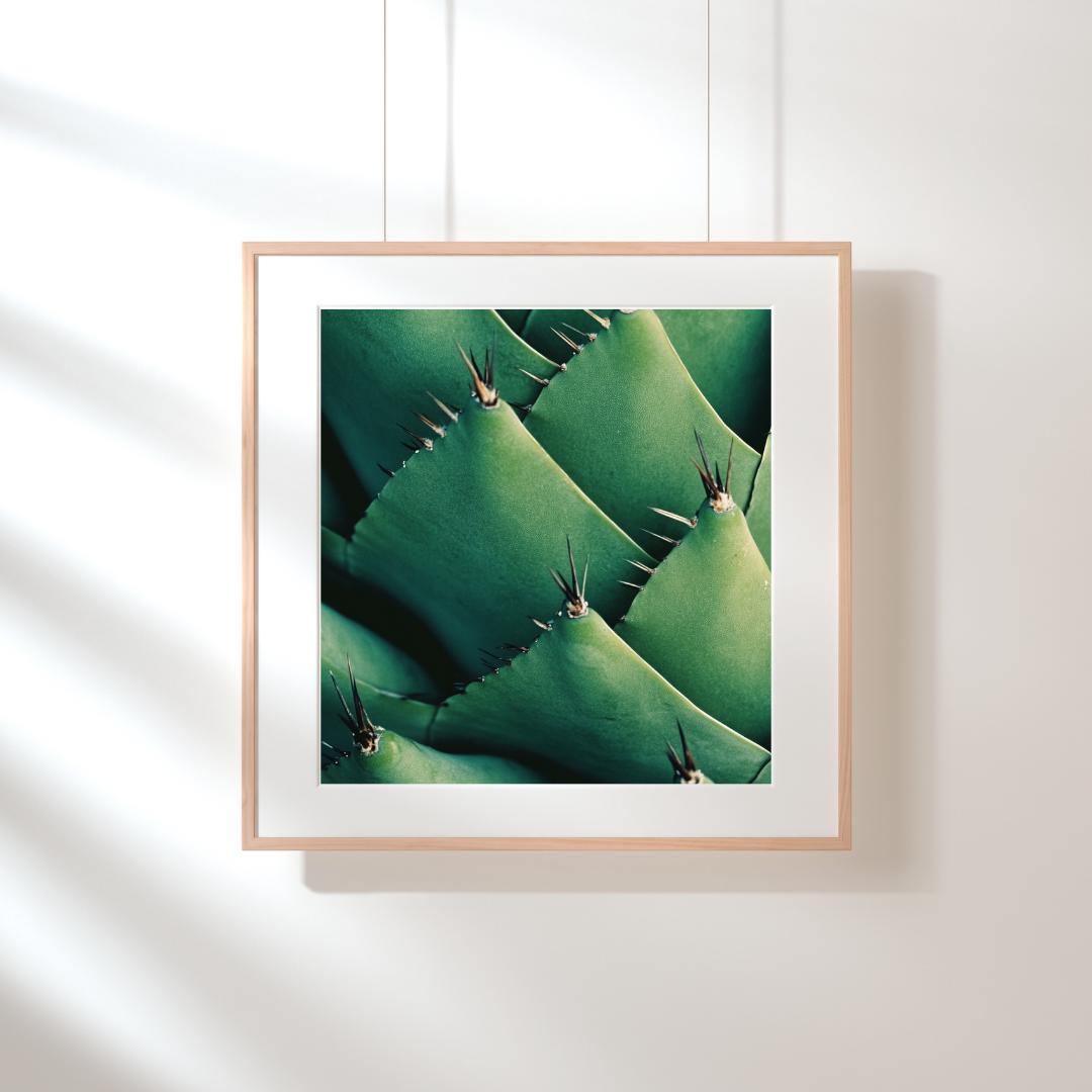 Succulent Cactus Art Print